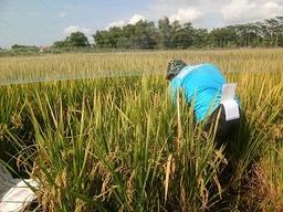 Survei Ubinan berbasis kerangka sampel area (KSA)