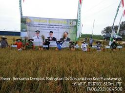 Harvesting New Varieties in Rainfed Lands to Increase Rice Production