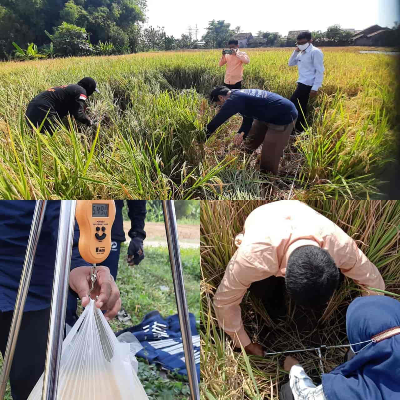 Ubinan Surveys to Measure Rice Productivity